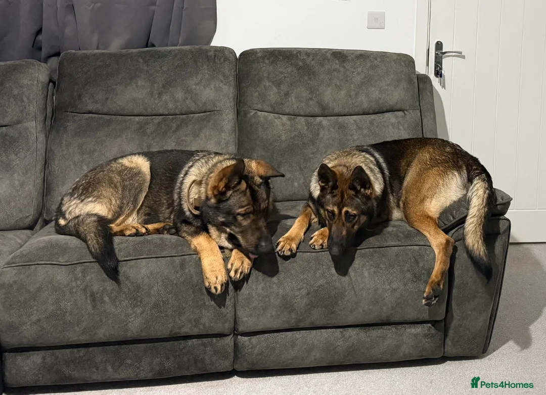 German Shepherd dogs for sale: German Shepherd Puppies – Boys and Girls Available in Birmingham - Advert 3