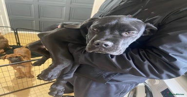Cane Corso dogs - Advert 1