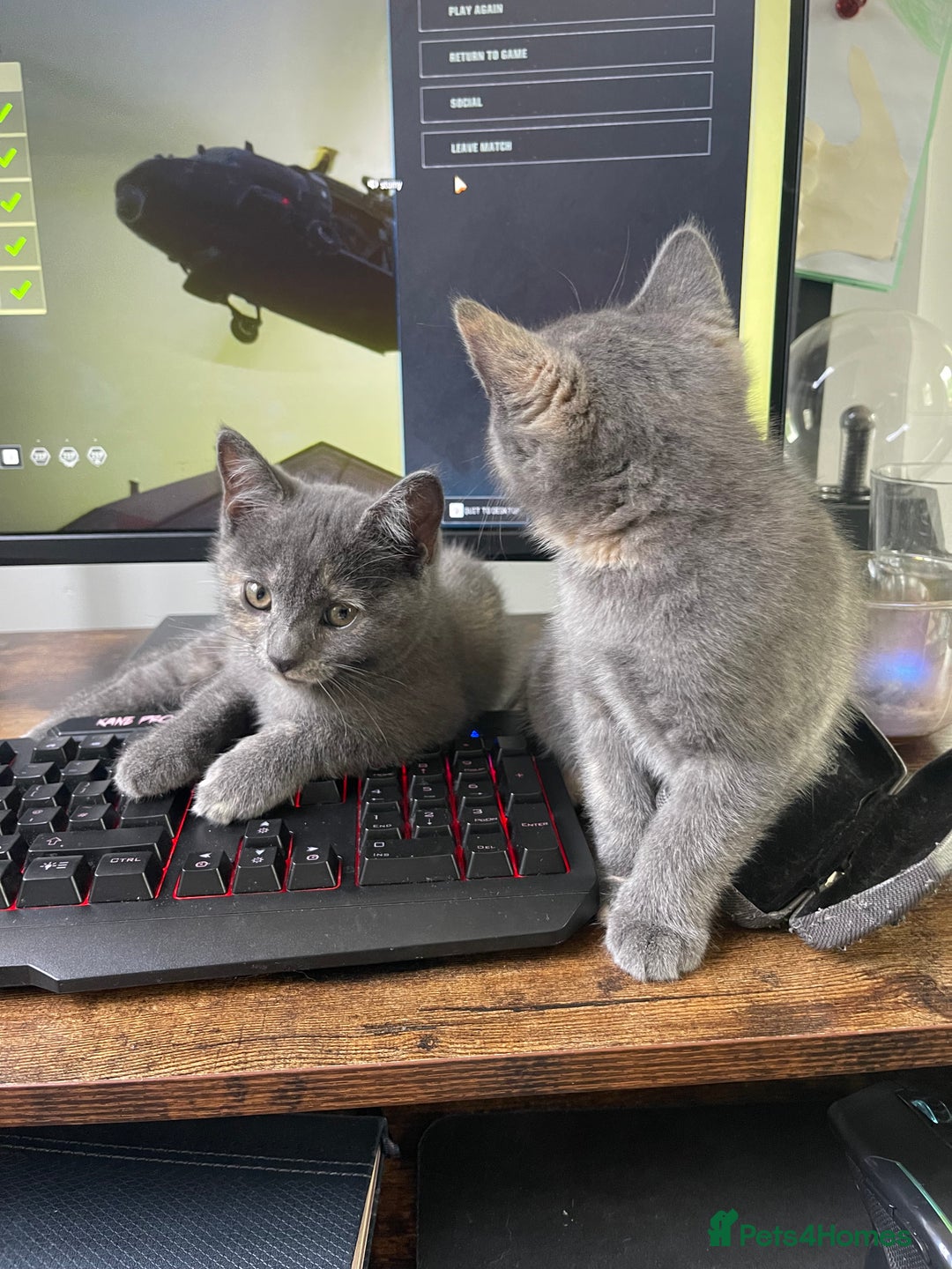 British Shorthair cats for sale: British Short hair Kittens - Image 8