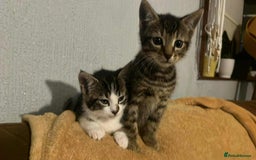 Mixed Breed cats for sale: Tabby Kitten - Image 4