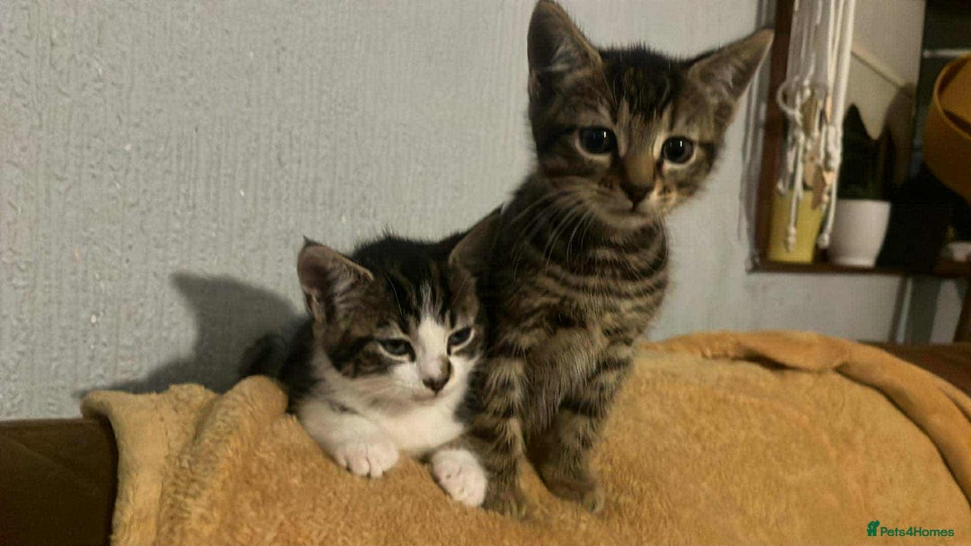 Mixed Breed cats for sale: Tabby Kitten - Image 4
