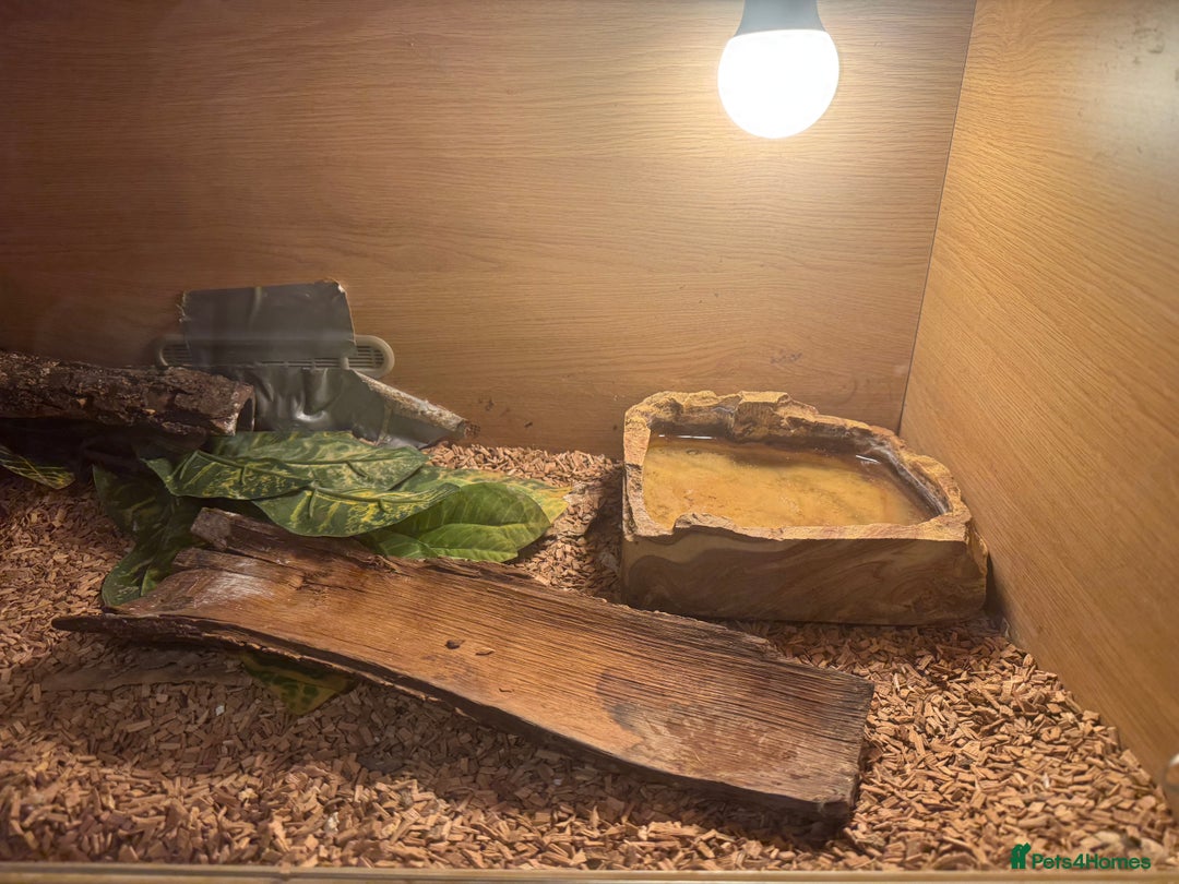 Python Snake reptiles for sale: Large ball python and vivarium - Image 6