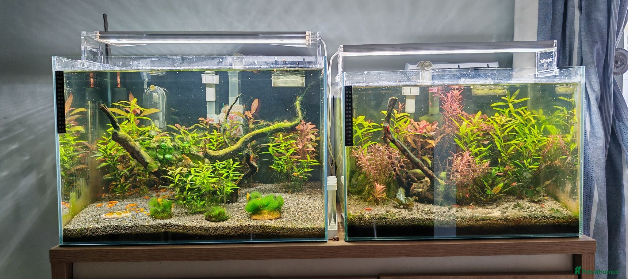Shrimps fish Tropical Shrimp tanks + setup - Advert 2