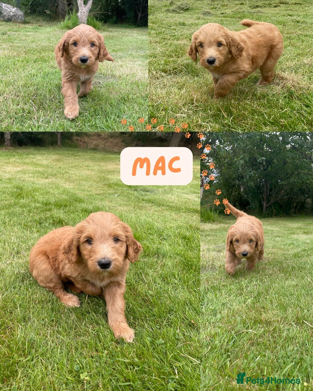 Australian Labradoodle dogs for sale: Australian Labradoodle puppies  - Image 27