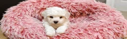 Bichon Frise dogs for sale: Sweet Bichon Frise puppies- Champion Bloodline  - Advert 6
