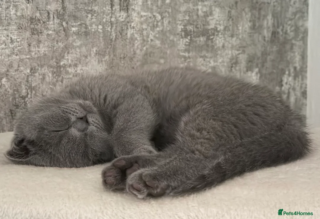 Scottish Fold cats for sale: Female Scottish fold kitten - Advert 3