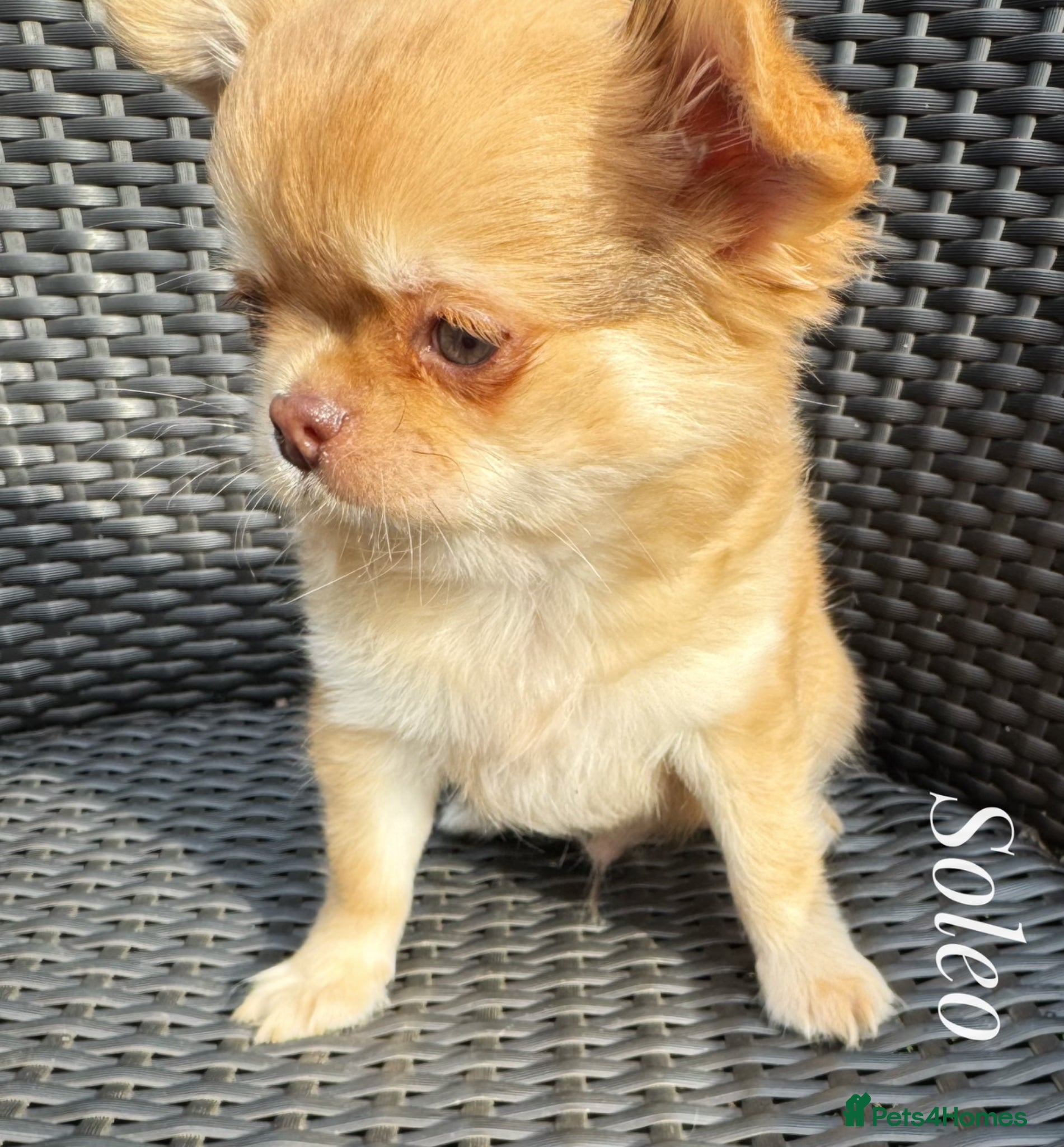 Chihuahua dogs Chihuahua puppies lilac merle Russian lines - Advert 1