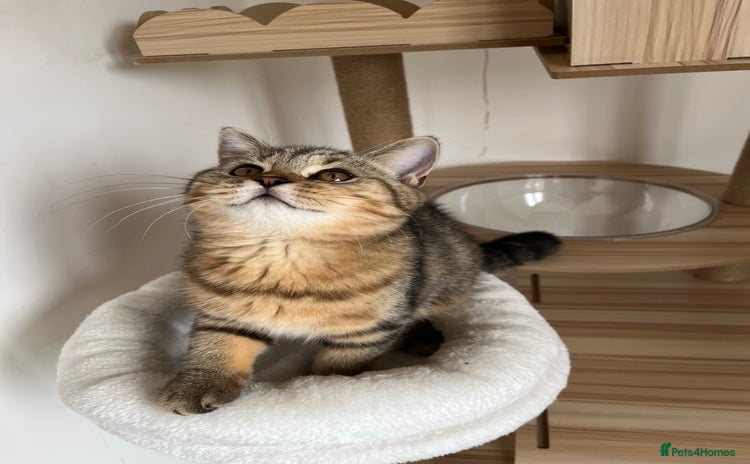 British Shorthair cats in Feltham - Advert 1