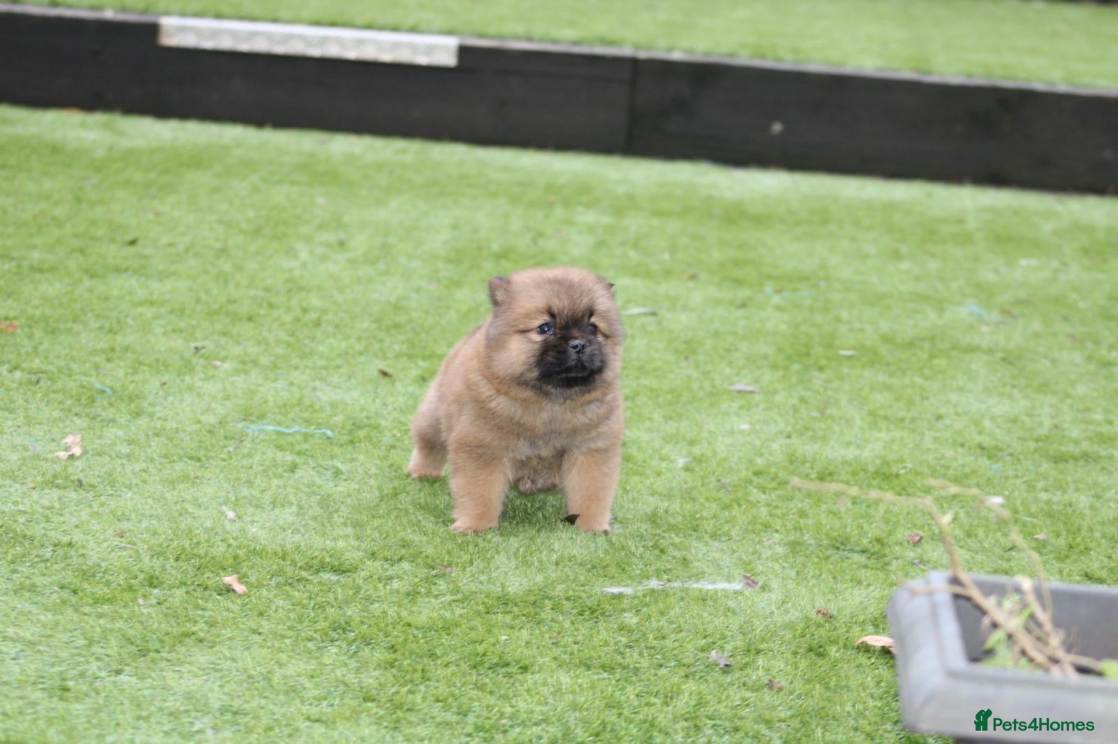 Chow Chow dogs 🐾Chow chow cross Japanese chin 🐾 - Advert 2