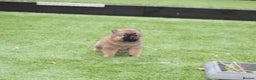 Chow Chow dogs for sale: 🐾Chow chow cross Japanese chin 🐾 - Advert 10