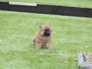 Chow Chow dogs 🐾Chow chow cross Japanese chin 🐾 - Advert 4