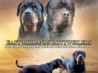 Rottweiler dogs in Lutterworth - Advert 11