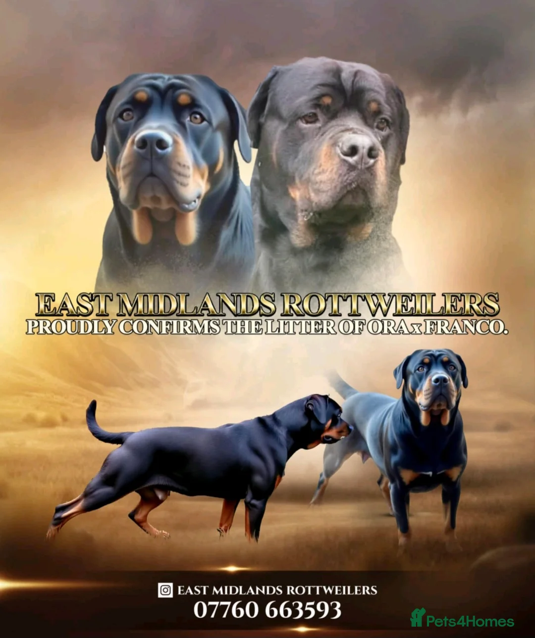 Rottweiler dogs for sale: KC REGISTERED ROTTWEILER PUPPIES - Advert 1