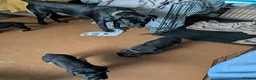 Cane Corso dogs for sale: Beautiful Purebred Cane corso puppies - Advert 4