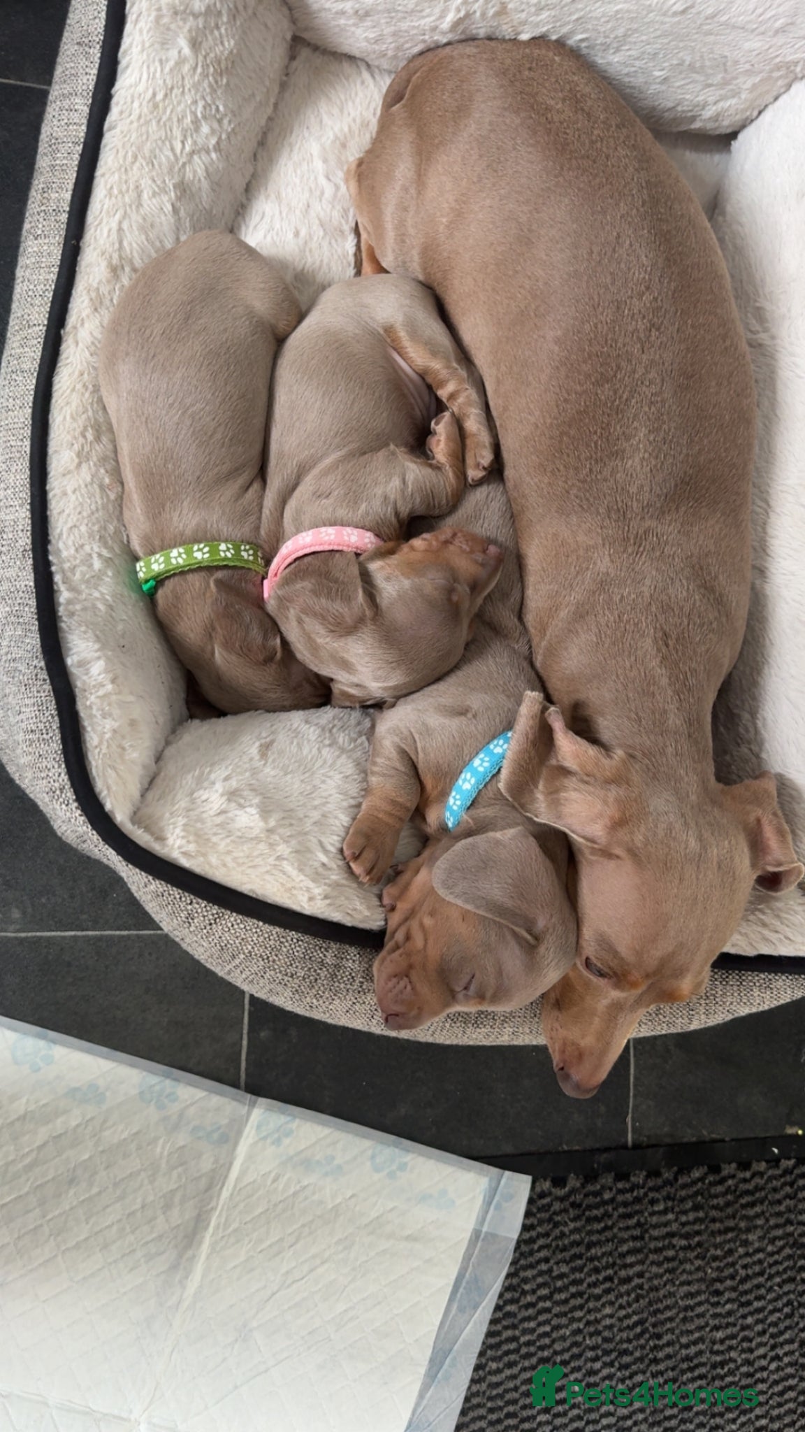Miniature Dachshund dogs isabella & tan  Miniature Dachshunds - Advert 2