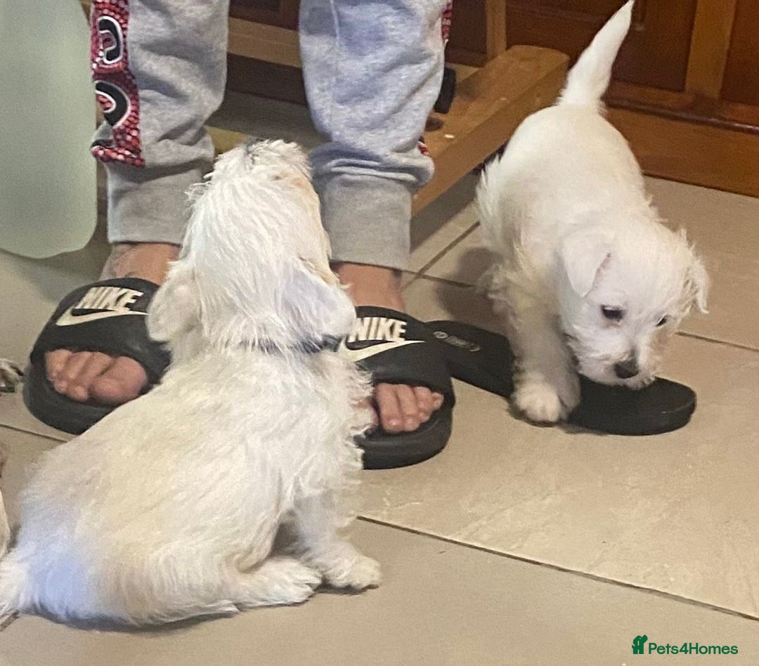 West Highland Terrier dogs for sale: Exquisite Fluffy Little WestHighland White Terrier - Advert 7