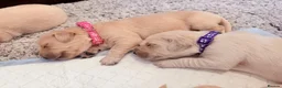 Golden Retriever dogs for sale: Golden Retriever Puppies - Advert 3