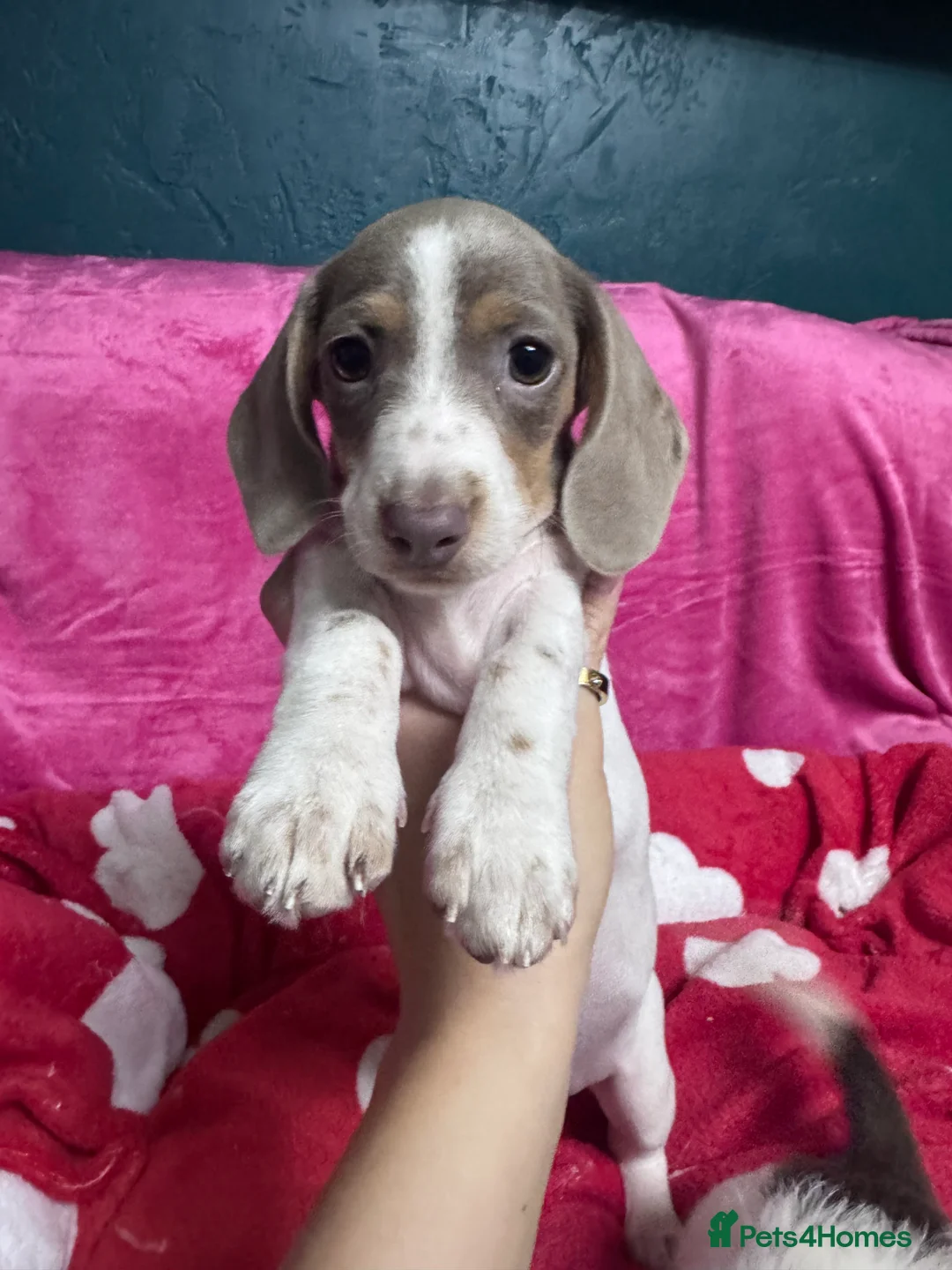 Miniature Dachshund dogs for sale: 4 cute piebald miniature dachshunds available  - Advert 25
