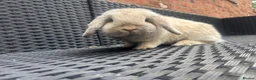 Mini Lop rabbits for sale: Blue harli female pure bred mini lop  - Advert 4