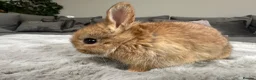 Netherland Dwarf rabbits for sale: Lap bunnies Netherland dwarf  - Advert 3