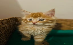 Maine Coon cats for sale: Beautiful Maine Coon x fur babies  - Image 3