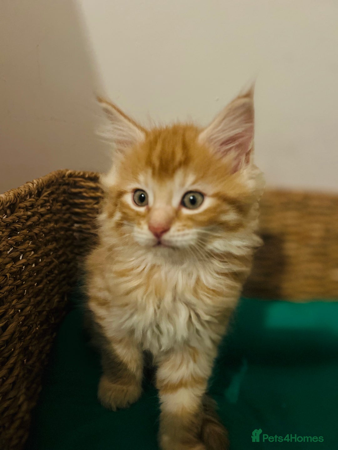Maine Coon cats for sale: Beautiful Maine Coon x fur babies  - Image 3