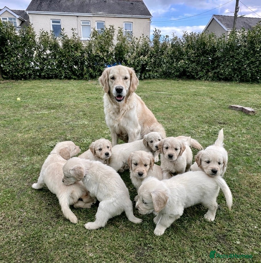 Golden Retriever dogs Golden Retriever Puppies For Sale - Advert 4
