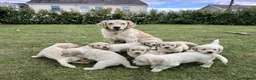 Golden Retriever dogs for sale: Golden Retriever Puppies For Sale - Advert 1