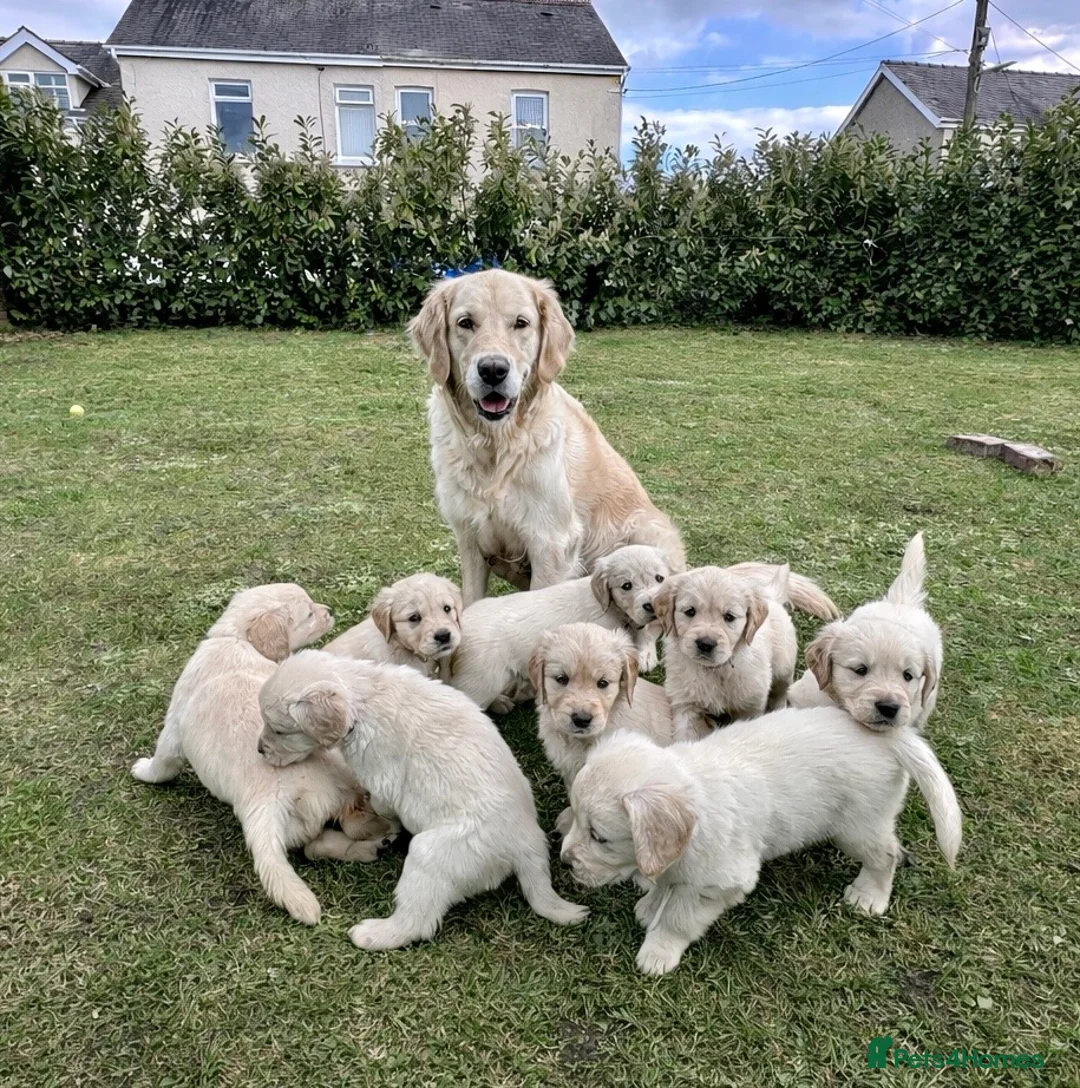 Golden Retriever dogs for sale: Golden Retriever Puppies For Sale - Advert 1