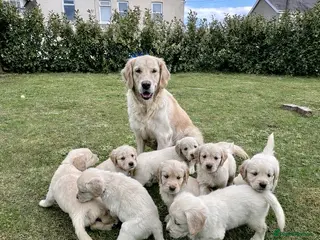 Golden Retriever dogs Golden Retriever Puppies For Sale - Advert 4