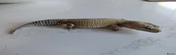 Leopard Gecko reptiles for sale: 7-Year-Old Leopard Gecko + Full Vivarium Setup - Advert 9