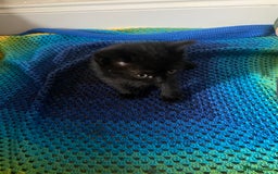 British Shorthair cats for sale: Good morning  - Image 10