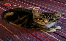 Mixed Breed cats for adoption: 3 x rescue tabby kittens looking for homes - Image 1