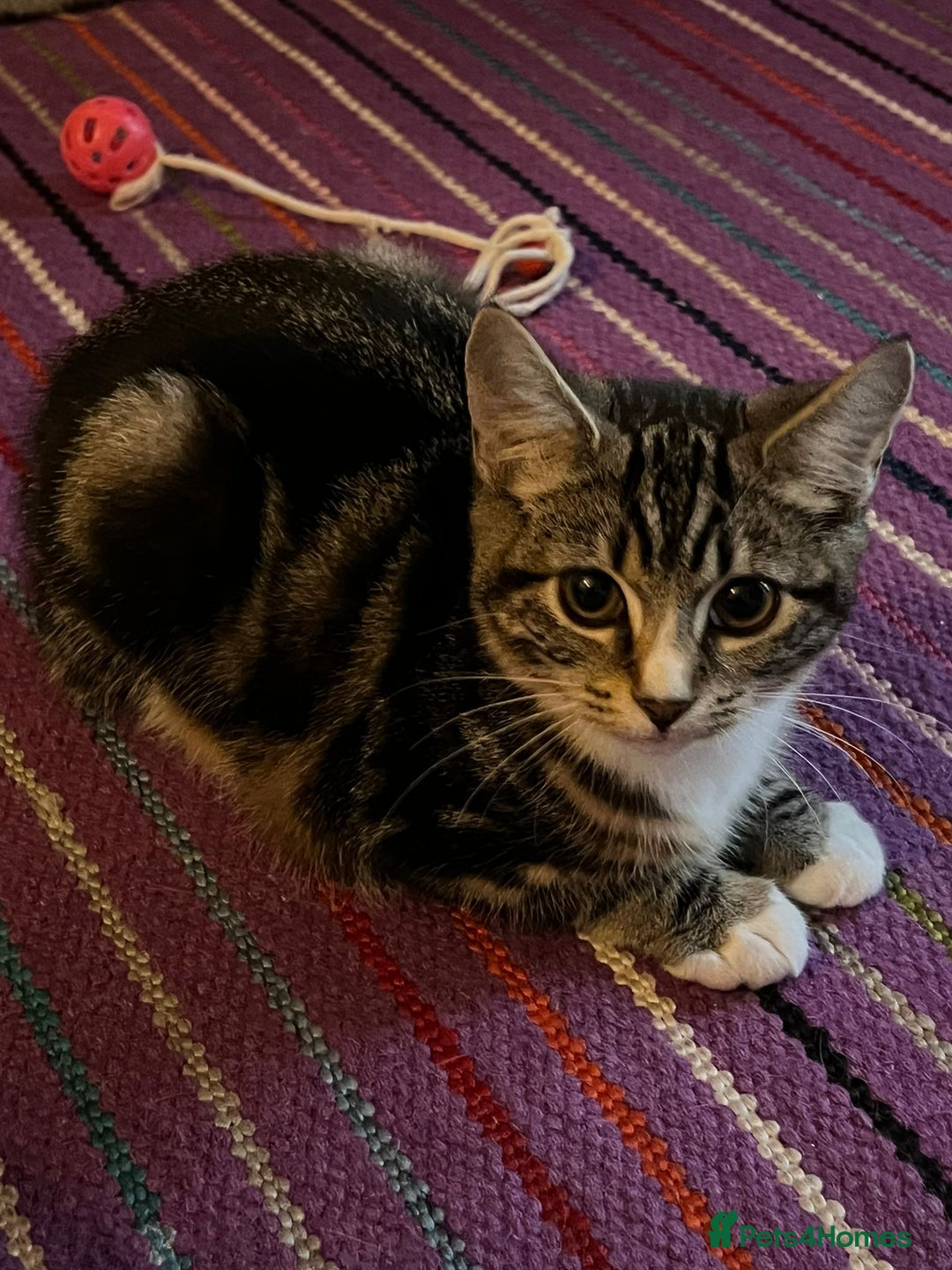 Mixed Breed cats for adoption: 3 x rescue tabby kittens looking for homes - Image 1