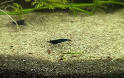 Shrimps fish for sale: 5 Blue Shrimp - Image 3
