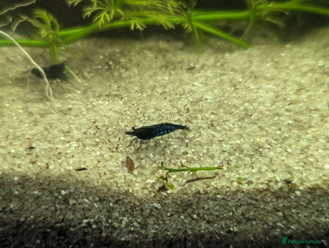 Shrimps fish for sale: 5 Blue Shrimp - Image 3