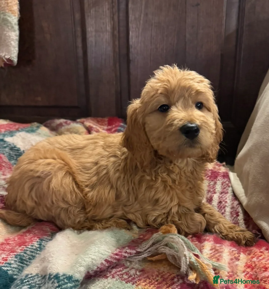 Mini Goldendoodle dogs for sale: Health-checked Happy Fluffy Puppies - Advert 1