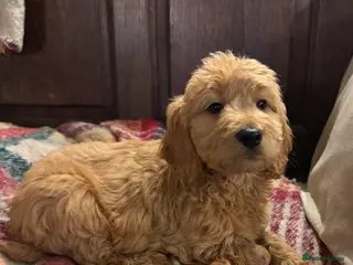 Mini Goldendoodle dogs Health-checked Happy Fluffy Puppies - Advert 7