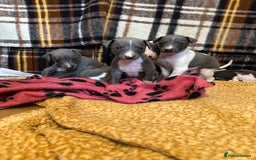 Mixed Breed dogs for sale: Adorable whippet x Italian greyhound pups !!! - Image 12