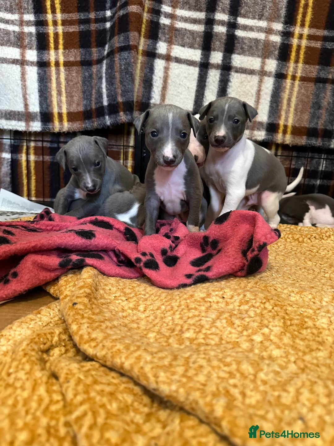 Mixed Breed dogs for sale: Adorable whippet x Italian greyhound pups !!! - Image 12