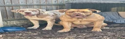 Cane Corso dogs for sale: ✨Amazing Merle cane corso x Bandog puppies ✨ - Advert 8