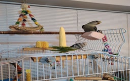 Lovebirds birds for sale: 🐦 Story of The Cutie Siblings! 💚 - Image 4