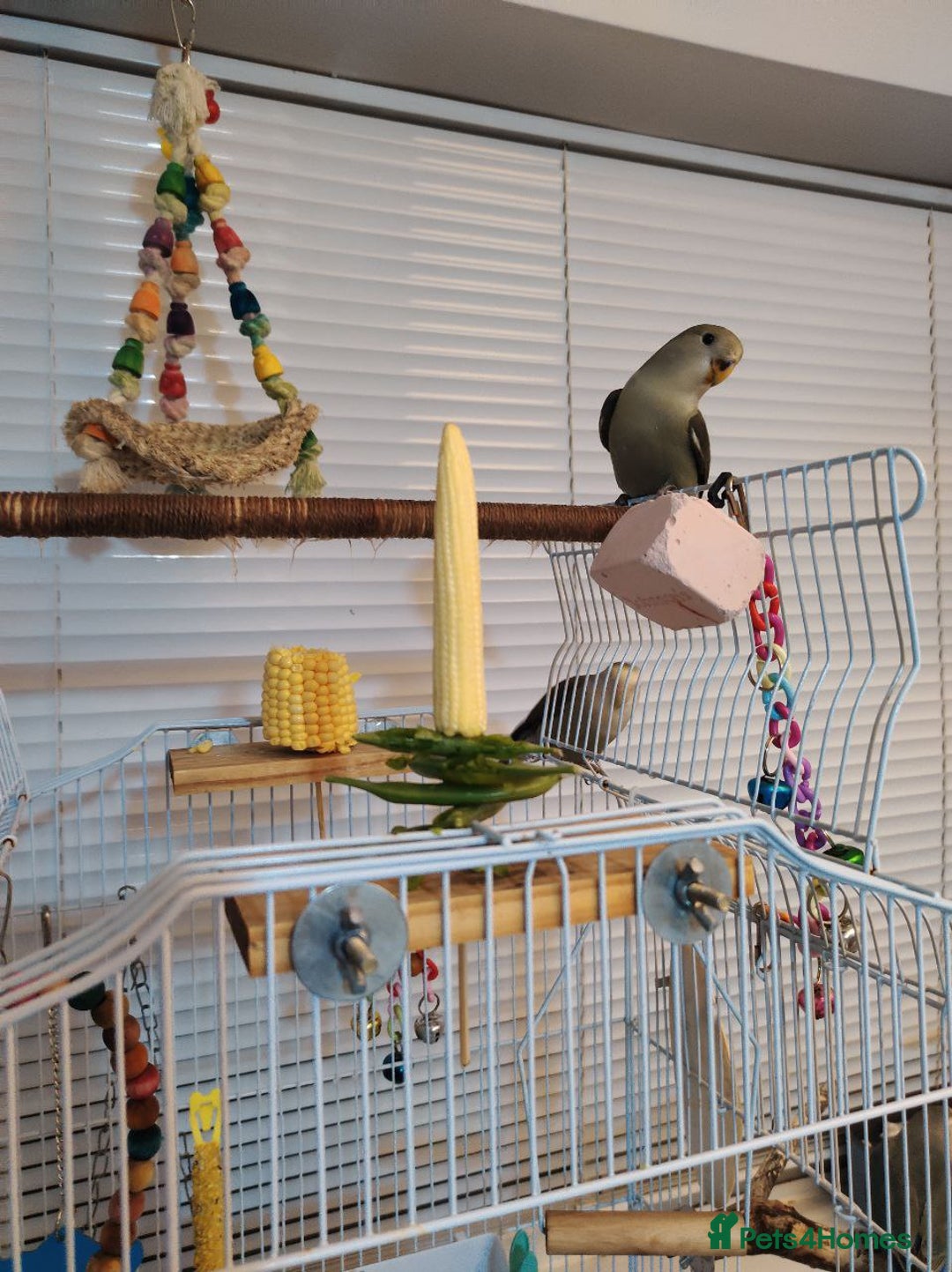 Lovebirds birds for sale: 🐦 Story of The Cutie Siblings! 💚 - Image 4