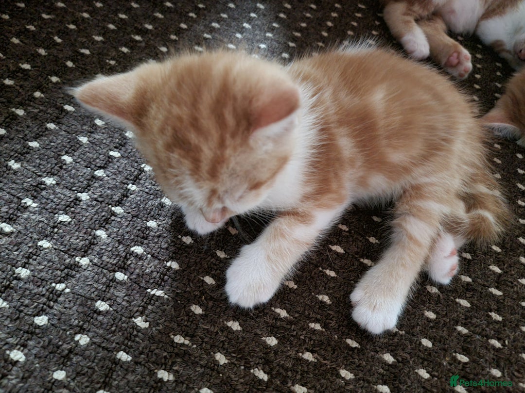 Mixed Breed cats for sale: Looking for forever home - Image 7