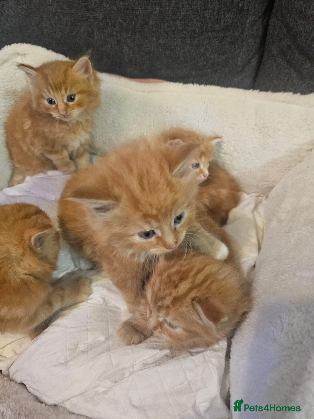 Maine Coon cats for sale: Maine Coone  - Image 6
