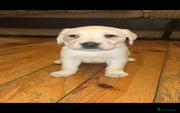 Labrador Retriever dogs for sale: Fully vaccinated chunky pedigree pups  - Advert 21