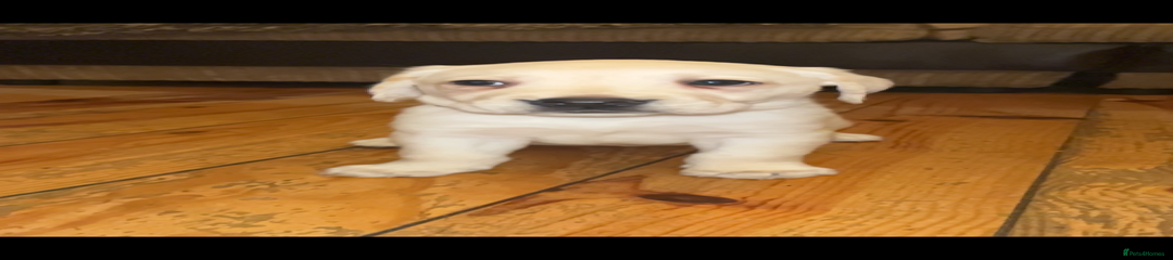 Labrador Retriever Puppy 3