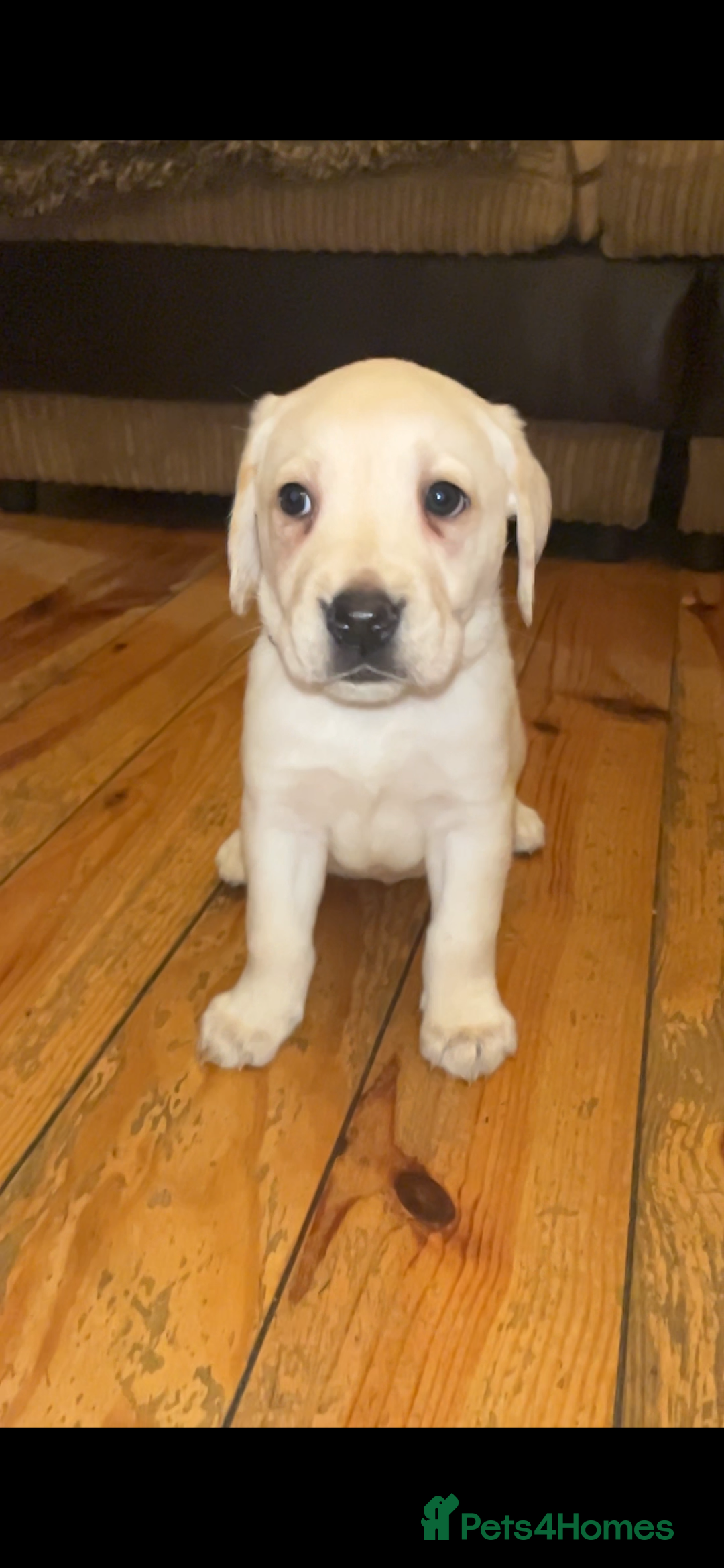 Labrador Retriever dogs for sale: Fully vaccinated chunky pedigree pups  - Advert 21
