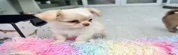 Chihuahua dogs for sale: KC LONG COAT CHIHUAHUAS - Advert 24
