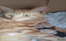British Shorthair cats for sale: Cream male kitten  - Image 3